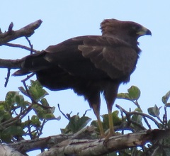 Polyboroides typus typus