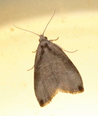 Olethreutes exoletum