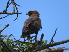 Polyboroides typus typus