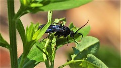 Poecilopompilus algidus