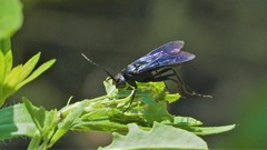 Poecilopompilus algidus