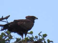 Polyboroides typus typus