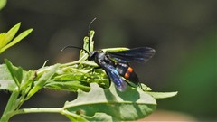 Poecilopompilus algidus