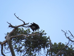 Polyboroides typus typus