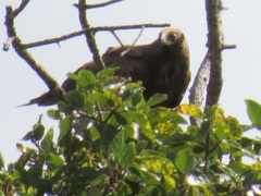 Polyboroides typus typus