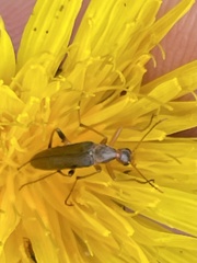 Cephaloon lepturides