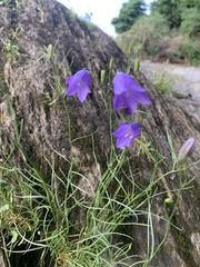 Campanula rotundifolia