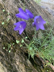 Campanula rotundifolia