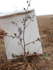 Chlorogalum pomeridianum divaricatum