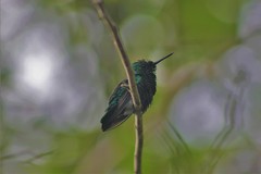 Chlorostilbon mellisugus