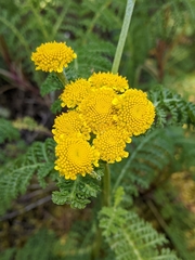 Tanacetum bipinnatum