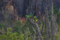 Amazona barbadensis