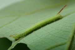 Marumba dyras
