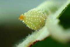 Marumba dyras
