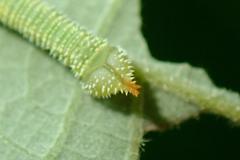 Marumba dyras