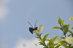 Image of Papilio nireus