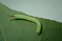 Marumba dyras