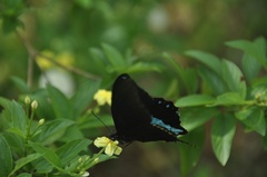 Papilio nireus