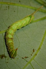 Marumba dyras