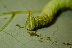 Marumba dyras