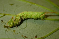 Marumba dyras