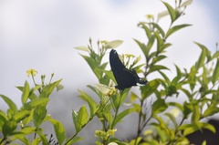 Papilio nireus