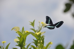 Papilio nireus