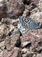 Euphilotes ancilla