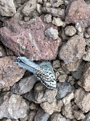 Euphilotes ancilla
