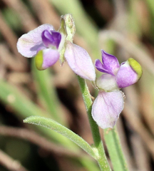 Hebecarpa barbeyana