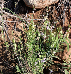 Hebecarpa barbeyana