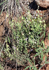 Hebecarpa barbeyana