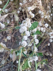 Cuscuta approximata