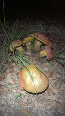 Aureoboletus abruptibulbus