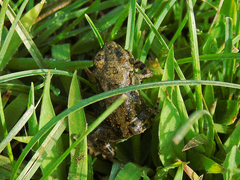 Bufotes latastii