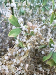 Cuscuta approximata