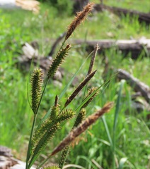 Carex aperta