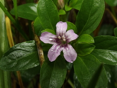 Dyschoriste microphylla