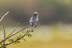 Melaenornis semipartitus