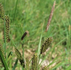 Carex aperta