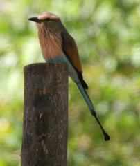 Coracias spatulatus