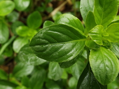 Dyschoriste microphylla