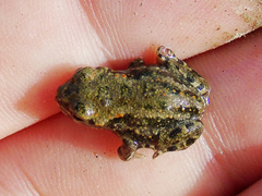 Bufotes latastii