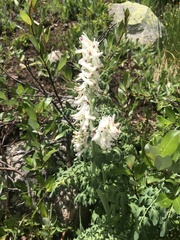 Corydalis caseana