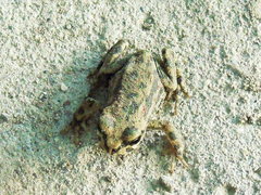 Bufotes latastii