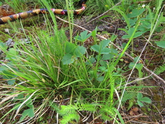 Carex deflexa boottii
