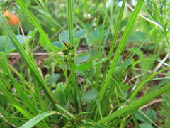 Carex deflexa boottii