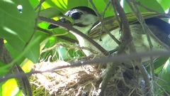 Pycnonotus taivanus × sinensis