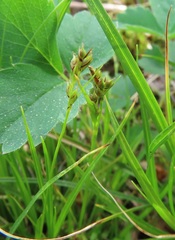 Carex deflexa boottii