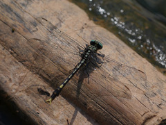Arigomphus villosipes